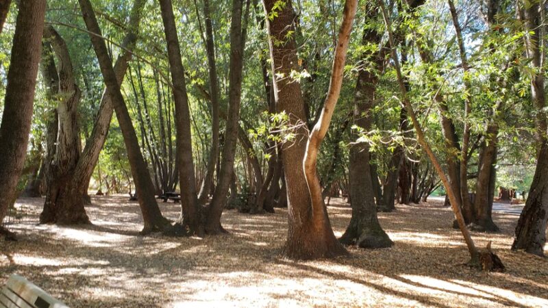 Miwok Park - Novato, CA