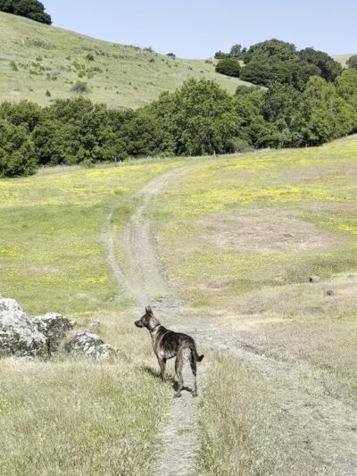 Mt. Burdell Open Space Preserve - Novato, CA