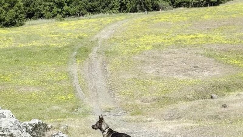 Mt. Burdell Open Space Preserve - Novato, CA