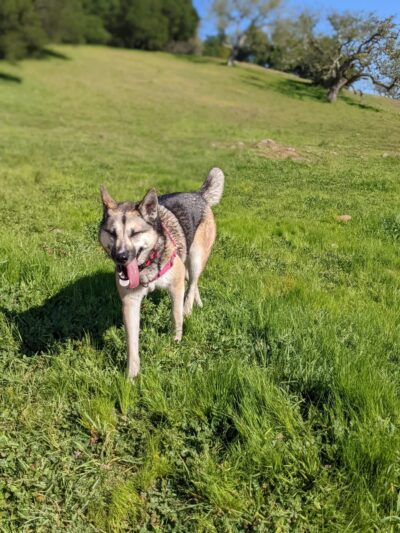 Mt. Burdell Open Space Preserve - Novato, CA