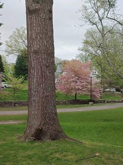 Memorial Park - Nutley, NJ