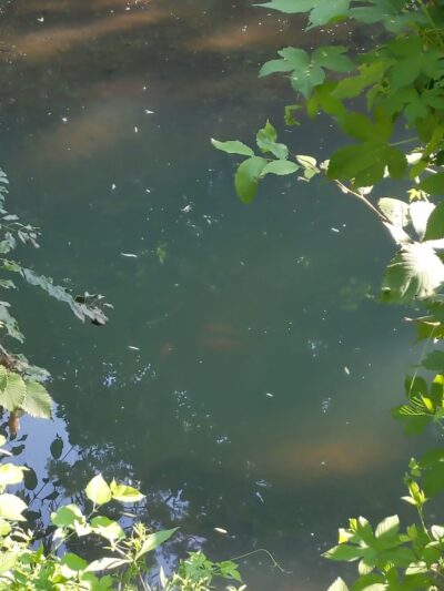 Nichols Park - Nutley, NJ