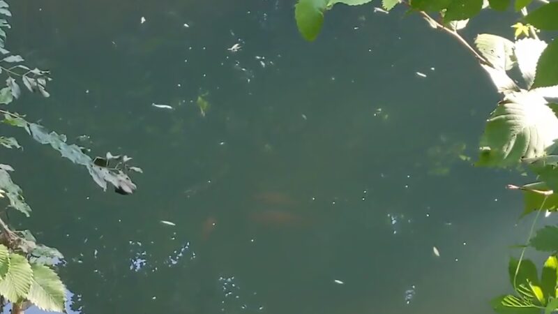 Nichols Park - Nutley, NJ