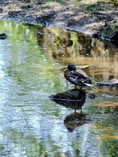Nichols Park - Nutley, NJ