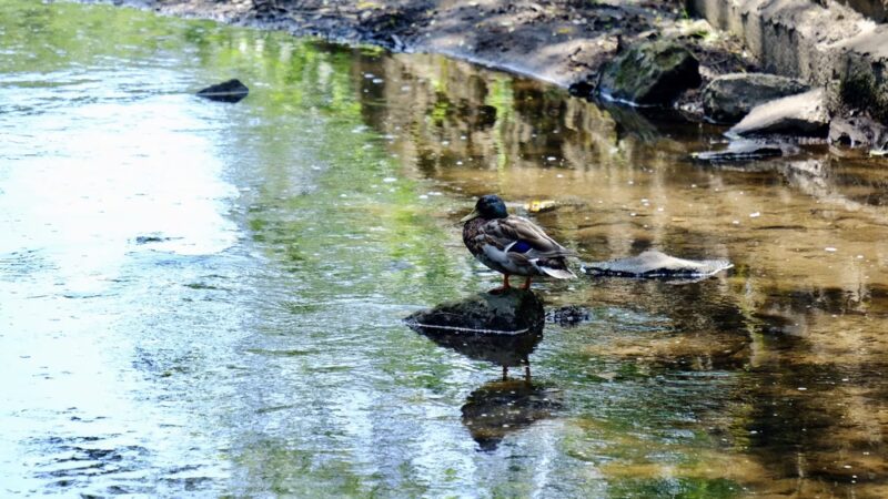 Nichols Park - Nutley, NJ