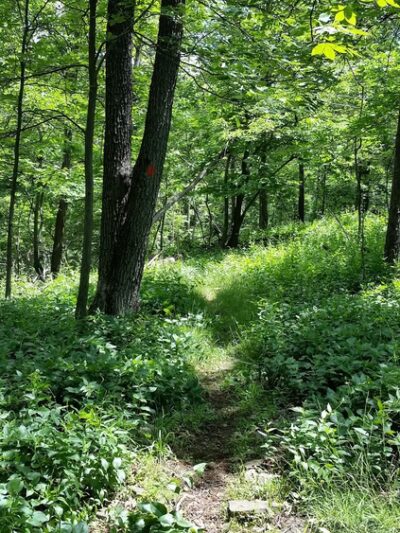 Mountainview Nature Park - Nyack, NY