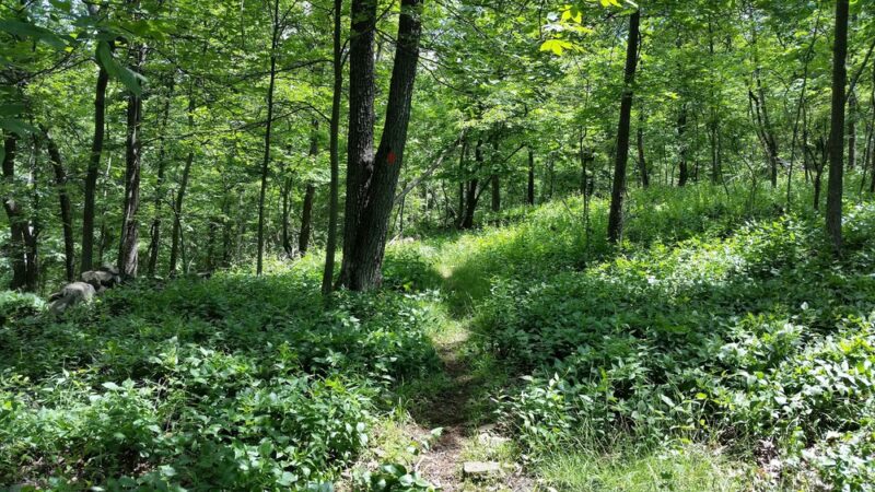 Mountainview Nature Park - Nyack, NY