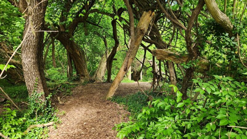 Rock Springs Park - O'Fallon, IL