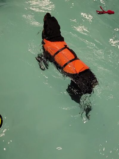 Dog Paddle - Oak Creek, WI