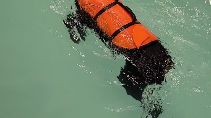Dog Paddle - Oak Creek, WI