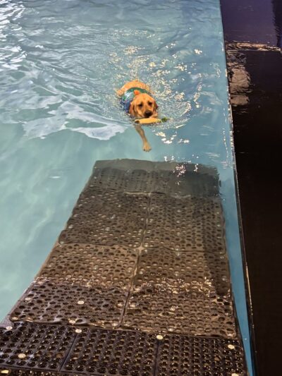 Dog Paddle - Oak Creek, WI