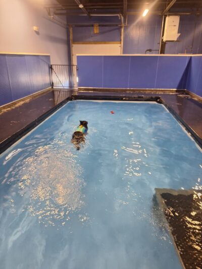 Dog Paddle - Oak Creek, WI