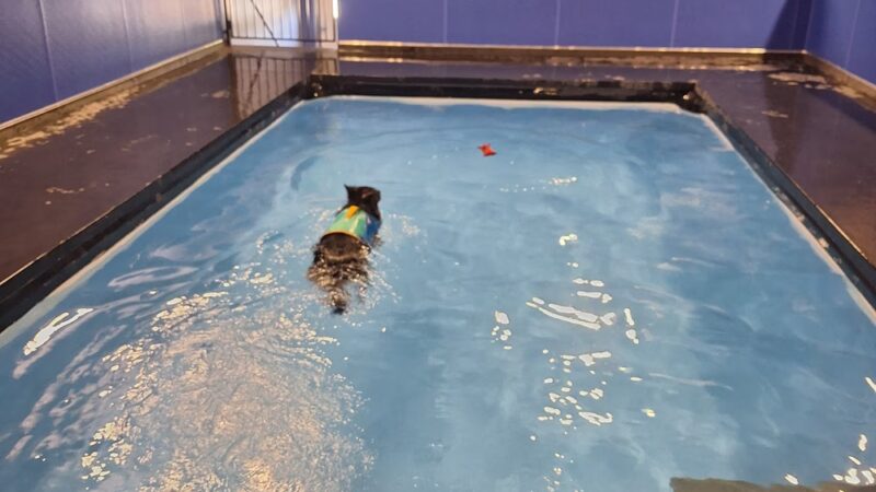 Dog Paddle - Oak Creek, WI