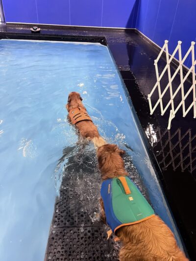 Dog Paddle - Oak Creek, WI