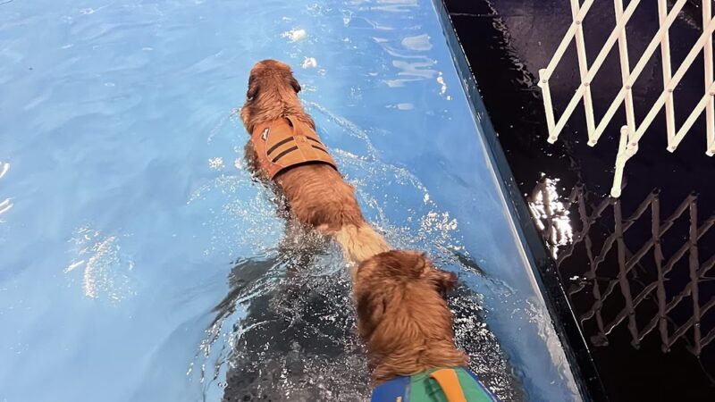 Dog Paddle - Oak Creek, WI