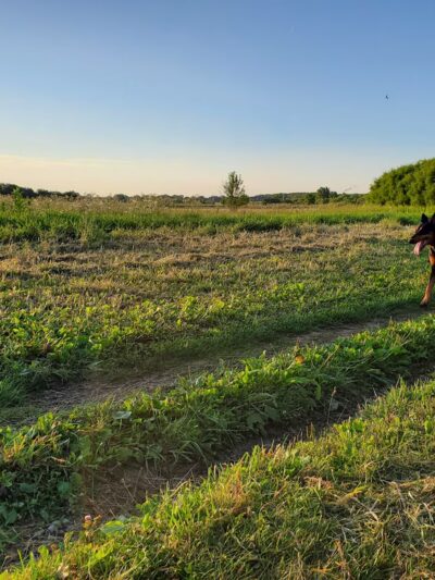 Runway Dog Park - Oak Creek, WI