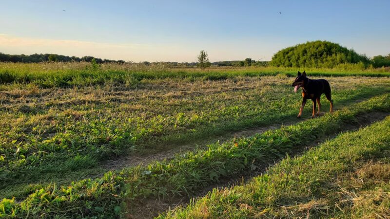 Runway Dog Park - Oak Creek, WI