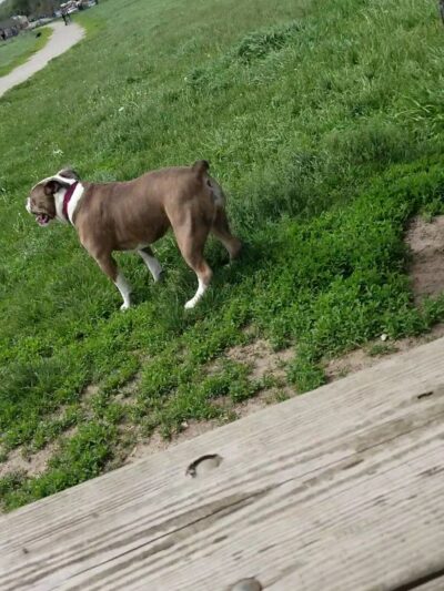Runway Dog Park - Oak Creek, WI