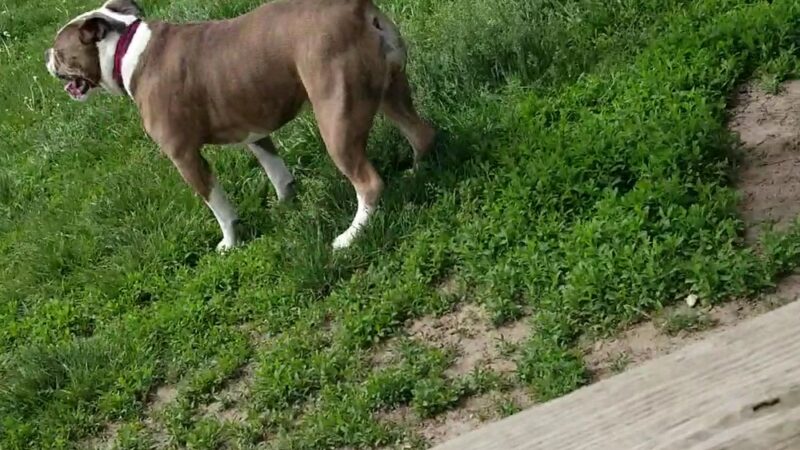 Runway Dog Park - Oak Creek, WI