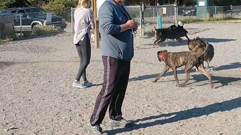 Clover Valley Park| NWPPRD Off-Leash Dog Park & Baseball Fields - Oak Harbor, WA