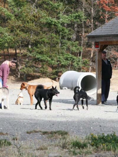 Clover Valley Park| NWPPRD Off-Leash Dog Park & Baseball Fields - Oak Harbor, WA