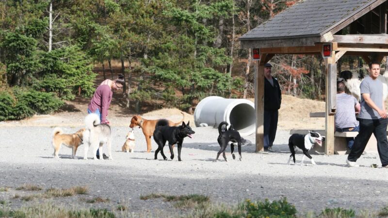 Clover Valley Park| NWPPRD Off-Leash Dog Park & Baseball Fields - Oak Harbor, WA