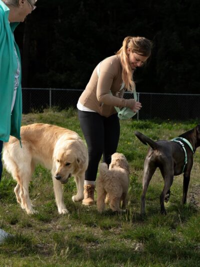 Clover Valley Park| NWPPRD Off-Leash Dog Park & Baseball Fields - Oak Harbor, WA