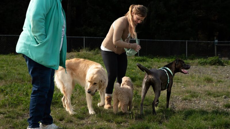 Clover Valley Park| NWPPRD Off-Leash Dog Park & Baseball Fields - Oak Harbor, WA