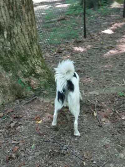 Oak Ridge Town Park - Oak Ridge, NC
