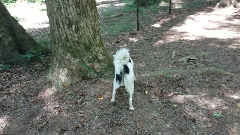 Oak Ridge Town Park - Oak Ridge, NC
