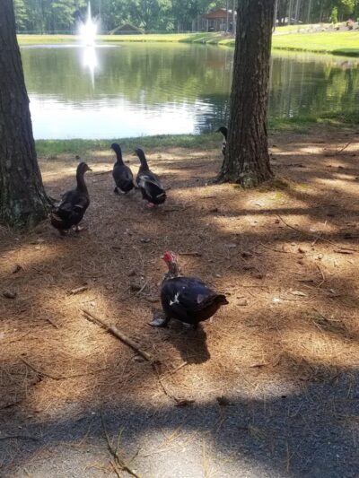 Town Of Oakboro District Park - Oakboro, NC