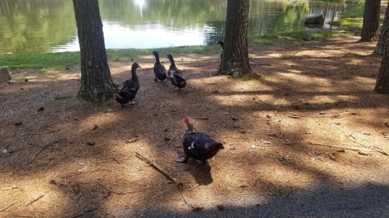 Town Of Oakboro District Park - Oakboro, NC