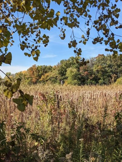 Garden Boulevard Park - Oakdale, MN