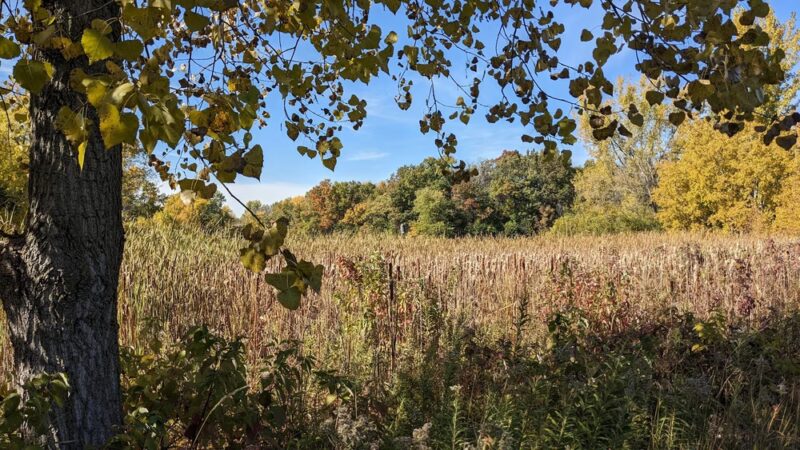 Garden Boulevard Park - Oakdale, MN
