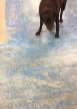RnR Kennel & Klip LLC - Oakfield, ME