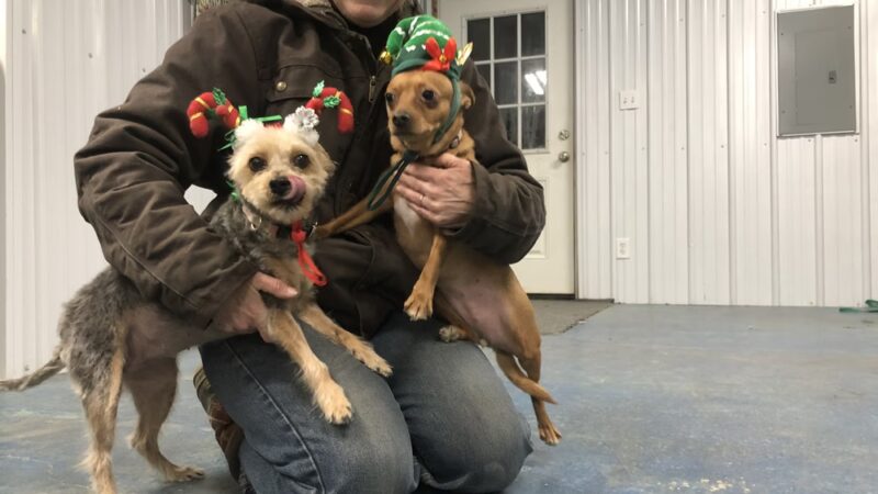 RnR Kennel & Klip LLC - Oakfield, ME
