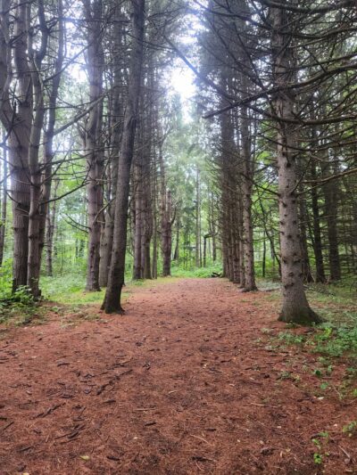 Swallow Hollow Trail - Oakfield, NY