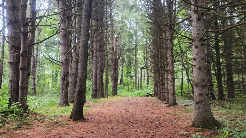 Swallow Hollow Trail - Oakfield, NY