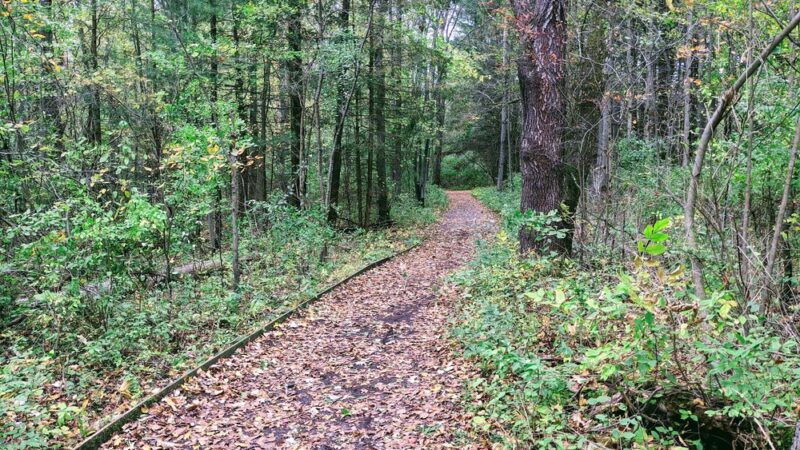Swallow Hollow Trail - Oakfield, NY