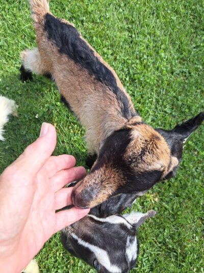 Oakfield Village Park - Oakfield, WI