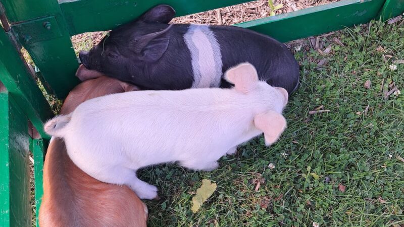 Oakfield Village Park - Oakfield, WI