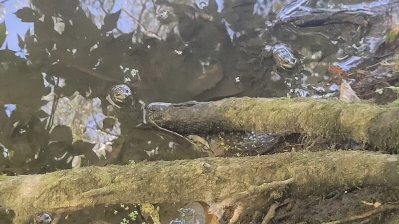 Wild Goose State Trail, Oakfield Trailhead - Oakfield, WI