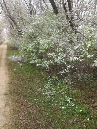 Wild Goose State Trail, Oakfield Trailhead - Oakfield, WI