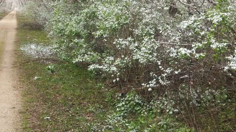 Wild Goose State Trail, Oakfield Trailhead - Oakfield, WI