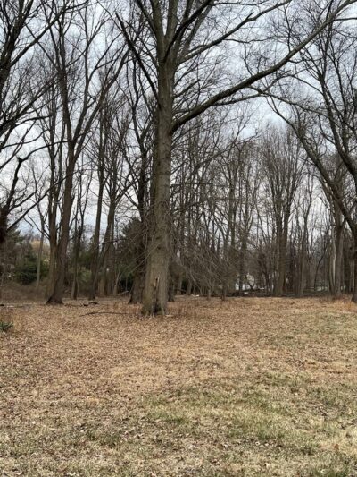 Berrybuns Woods - Oakford, PA