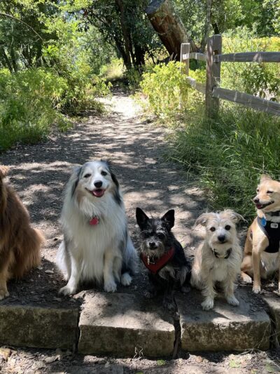 Doggy Lama Pet Care - Oakland, CA