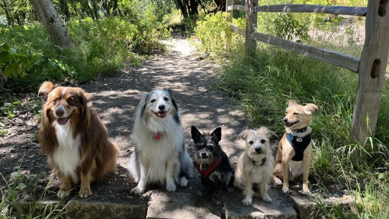 Doggy Lama Pet Care - Oakland, CA