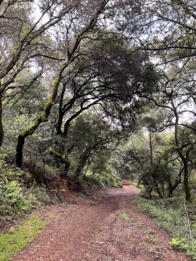 Leona Canyon Trail Head - Oakland, CA