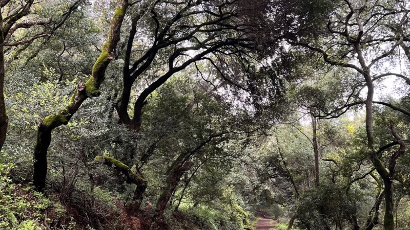 Leona Canyon Trail Head - Oakland, CA