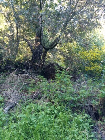 Leona Canyon Trail Head - Oakland, CA